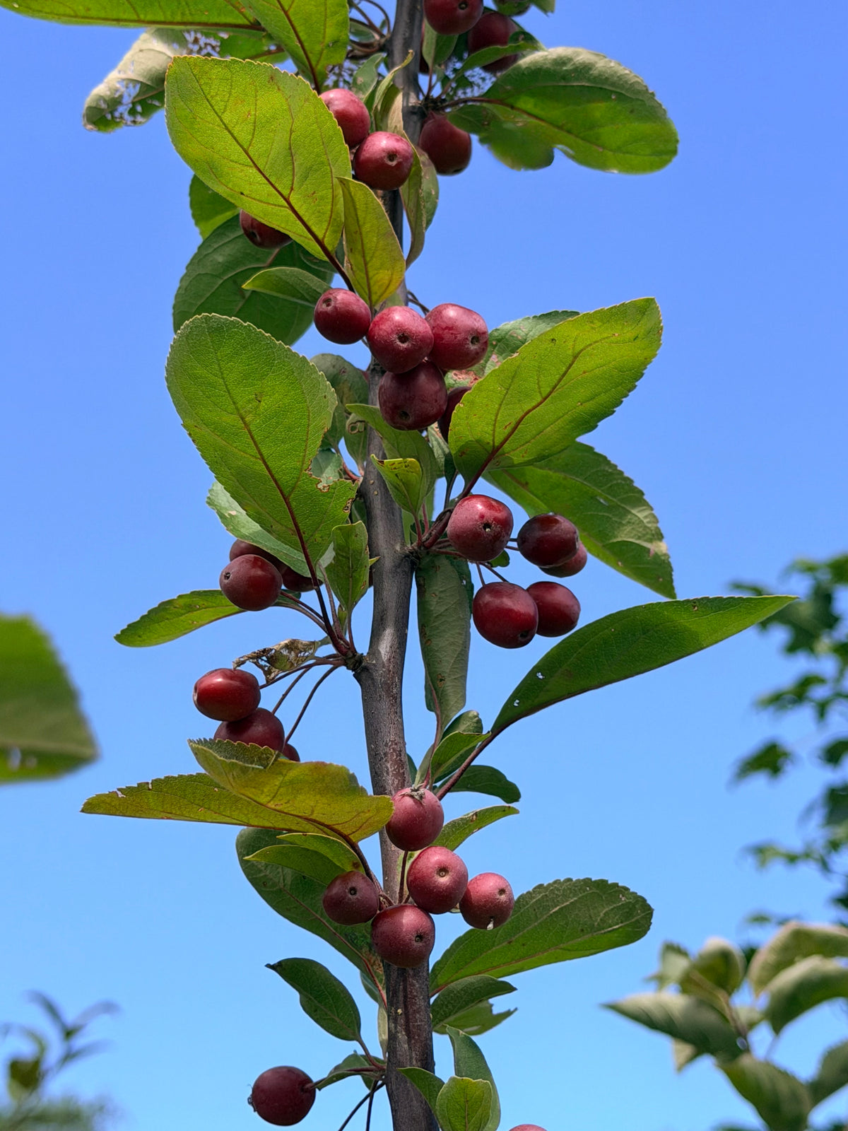 Malus 'Adams' (Crab Apple) Tree
