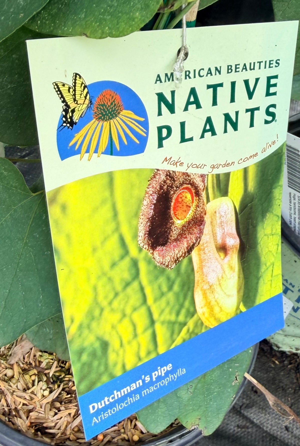 Aristolochia macrophylla (Dutchman's Pipe)