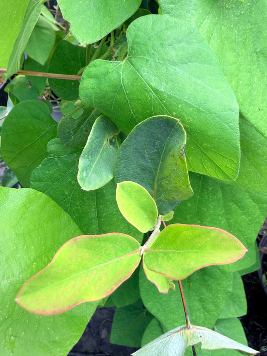 Aristolochia macrophylla (Dutchman's Pipe)