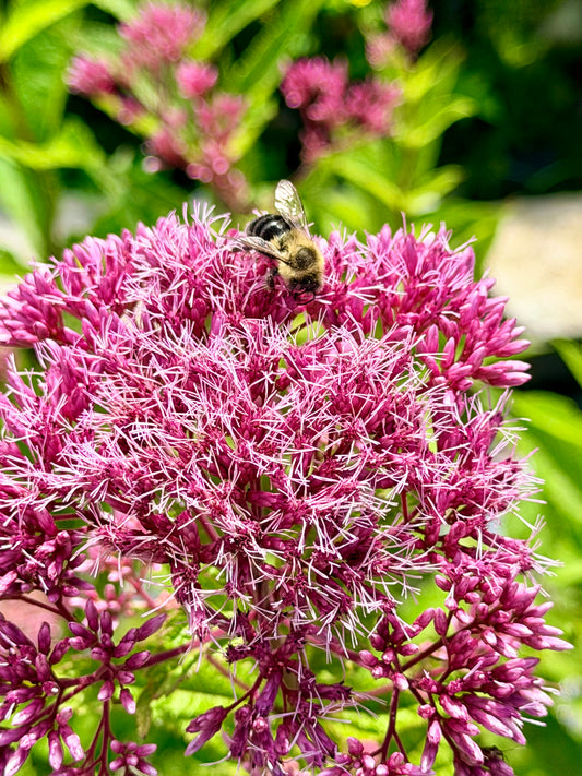 Eupatorium dubium 'Baby Joe' (Joe-Pye)