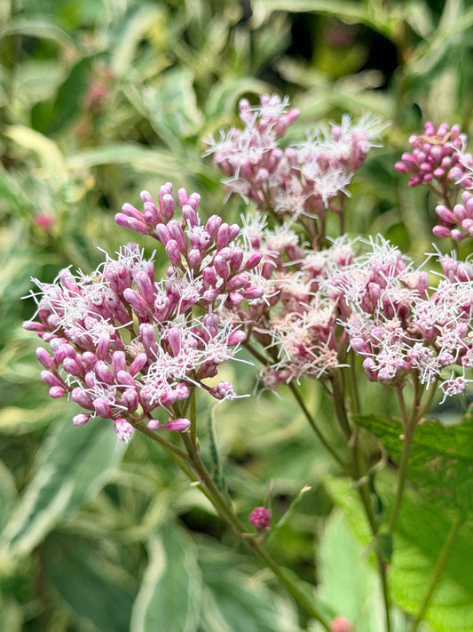 Eupatorium fortunei 'Pink Frost' (Joe-Pye Weed)