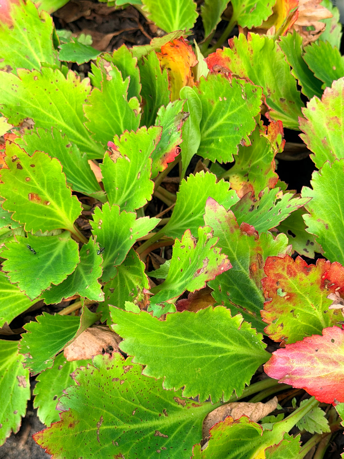 Mukgenia NOVA™ ‘Flame’