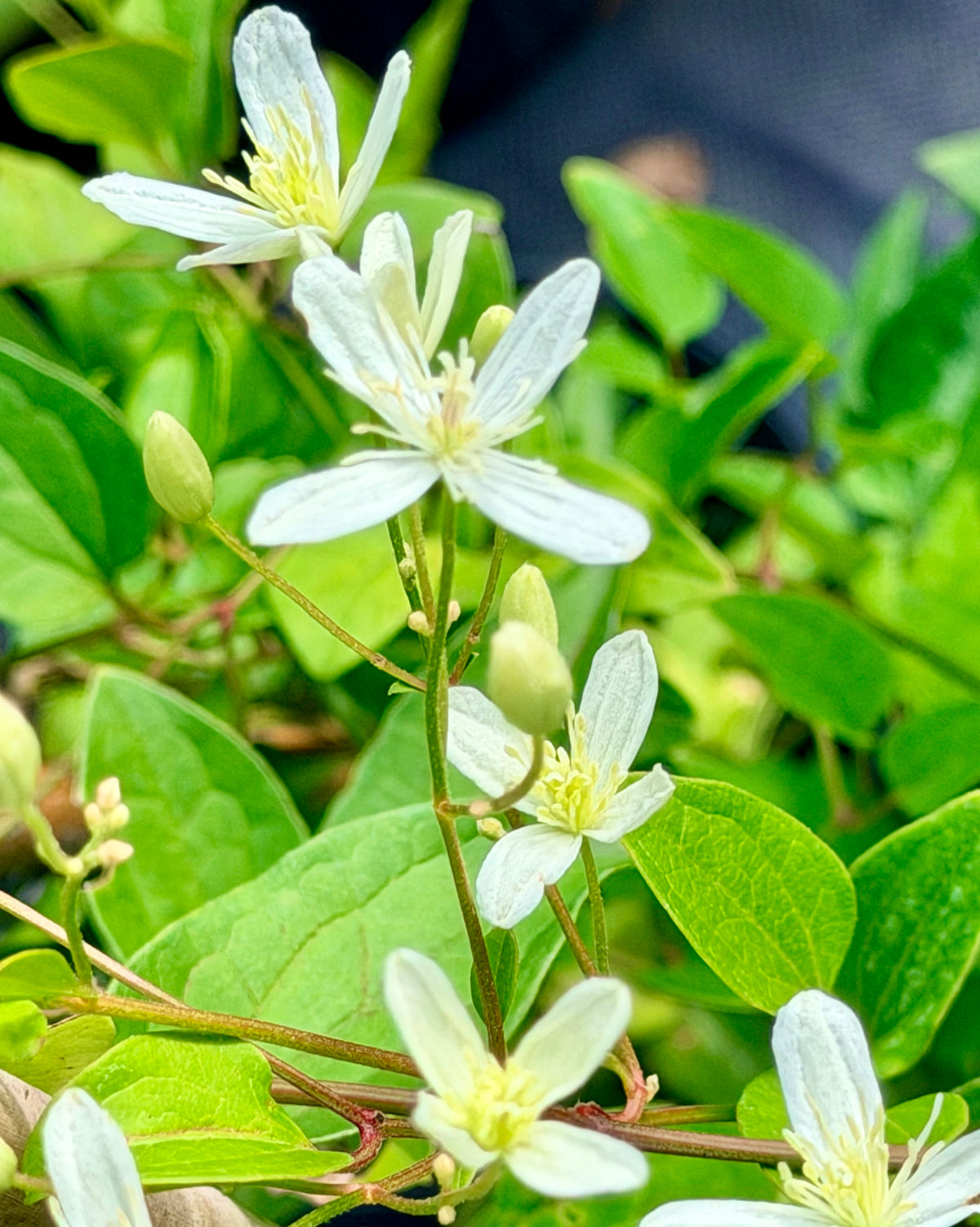Clematis terniflora  'Sweet Autumn'