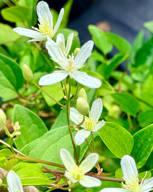 Clematis terniflora  'Sweet Autumn'