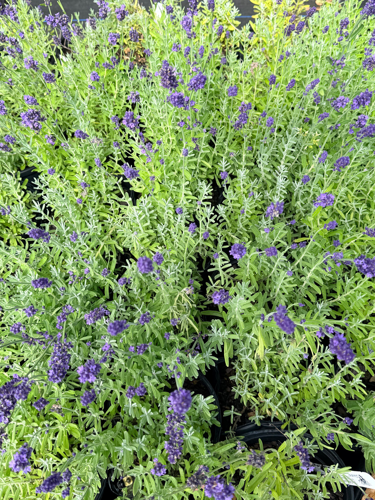 Lavandula angustifolia 'SuperBlue' (Lavender)