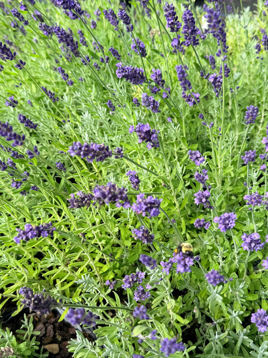 Lavandula angustifolia 'SuperBlue' (Lavender)