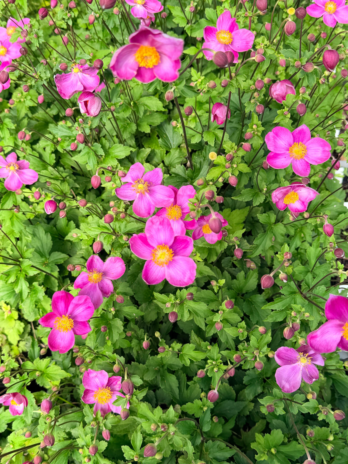 Anemone 'Dawn Breaker' (Windflower)