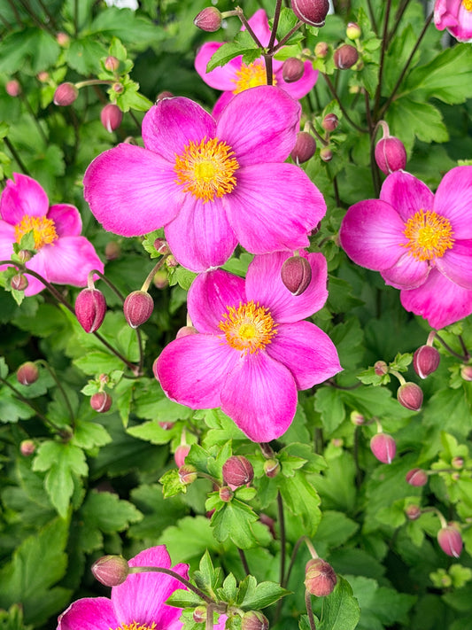 Anemone 'Dawn Breaker' (Windflower)