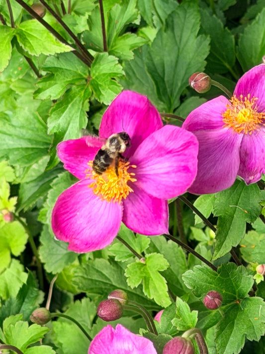 Anemone 'Dawn Breaker' (Windflower)