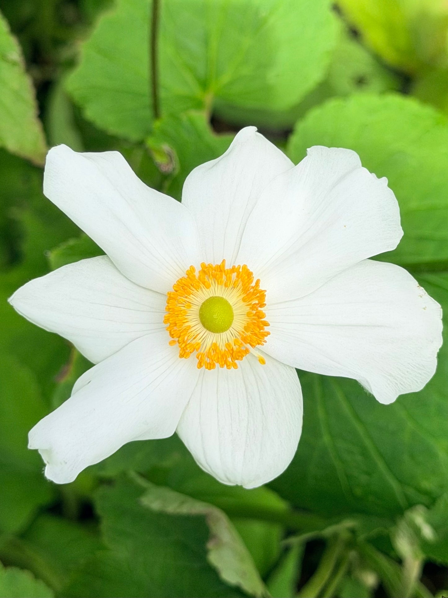 Anemone x hybrida 'Honorine Jobert'