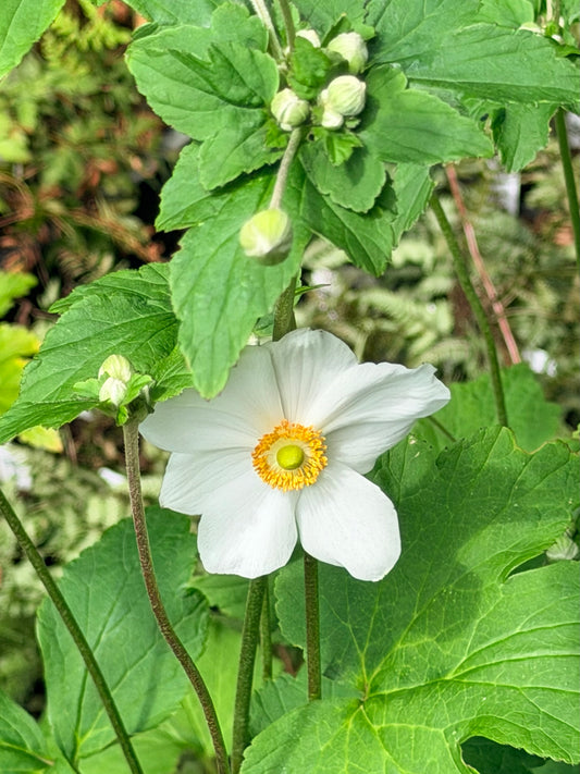 Anemone x hybrida 'Honorine Jobert'