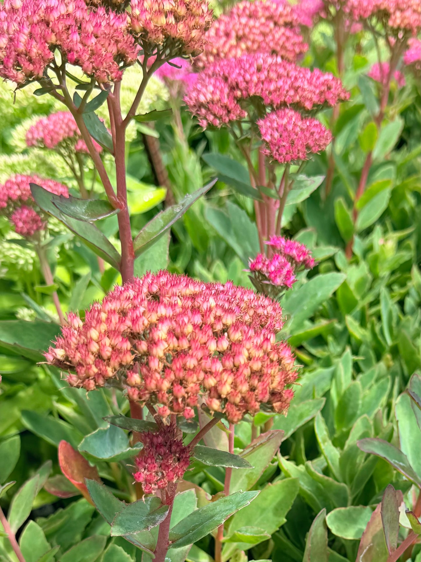 Sedum x `Abbey Dore'