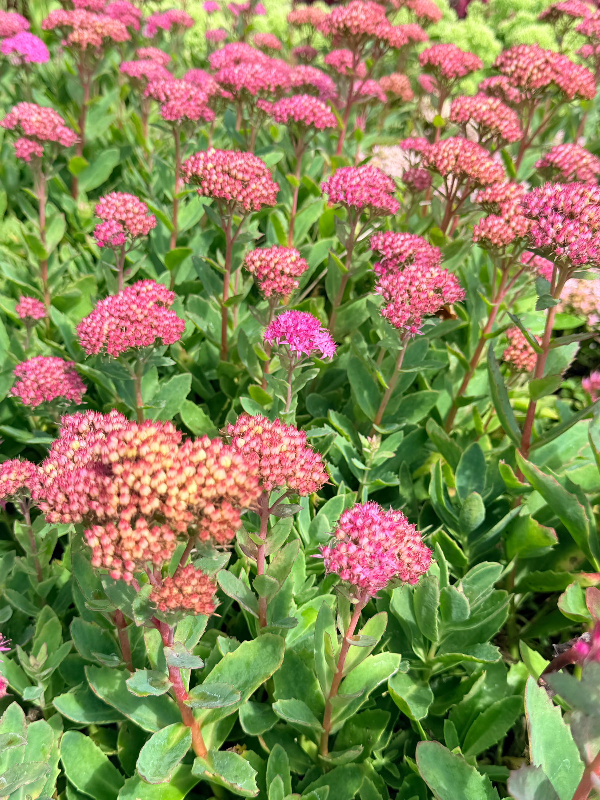 Sedum x `Abbey Dore'