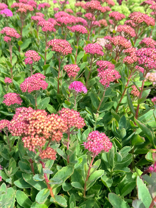 Sedum x `Abbey Dore'