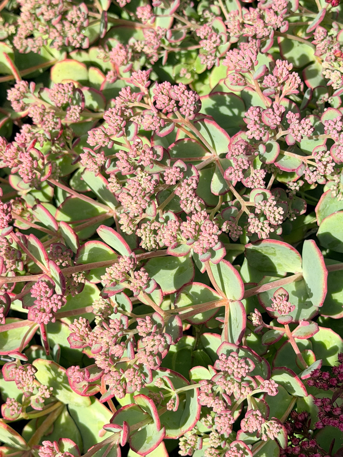 Sedum sieboldii (October Daphne Stonecrop)