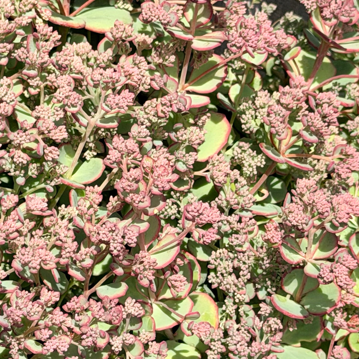 Sedum sieboldii (October Daphne Stonecrop)
