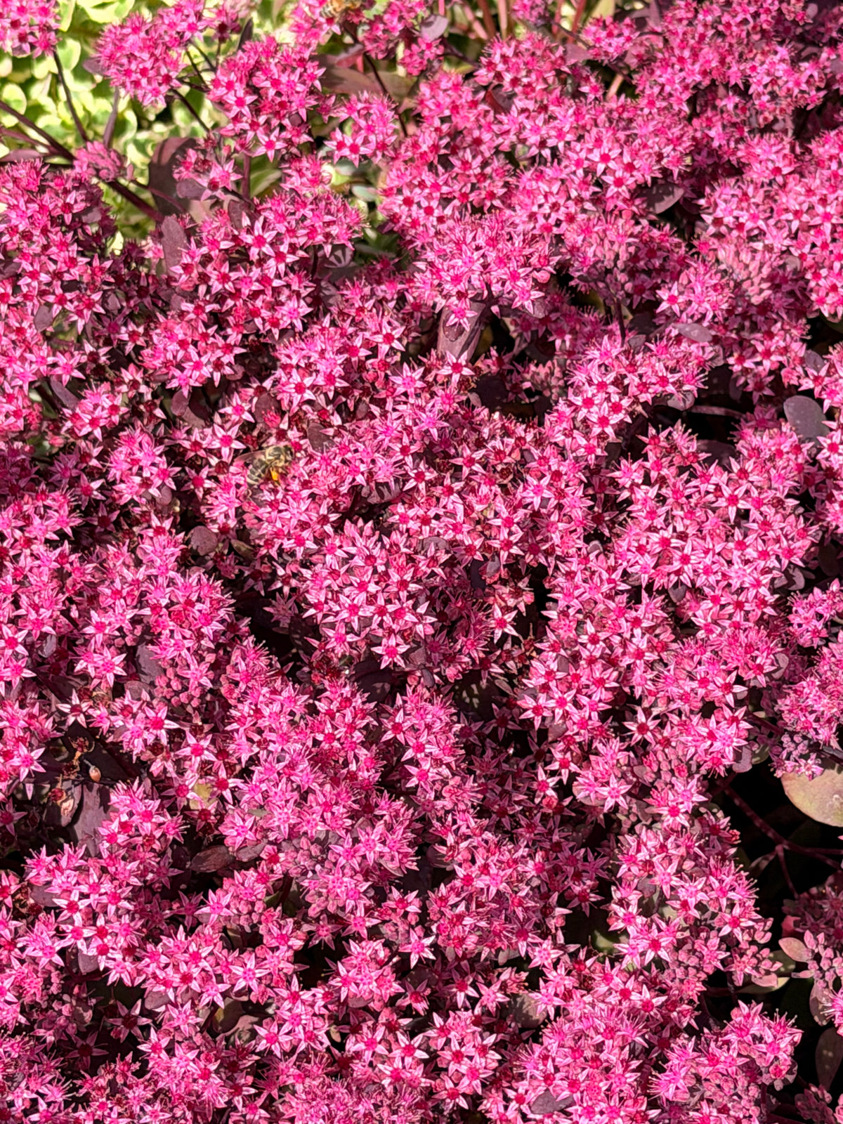 Sedum x 'SunSparkler Plum Dazzled' (Stonecrop)