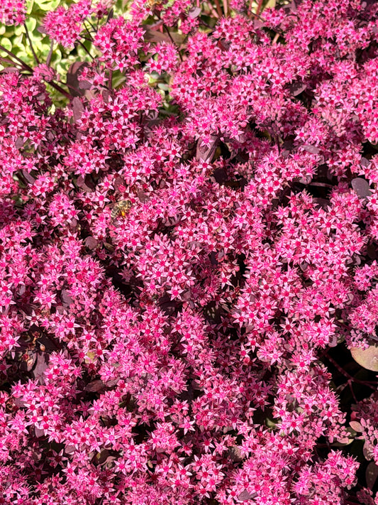 Sedum x 'SunSparkler Plum Dazzled' (Stonecrop)