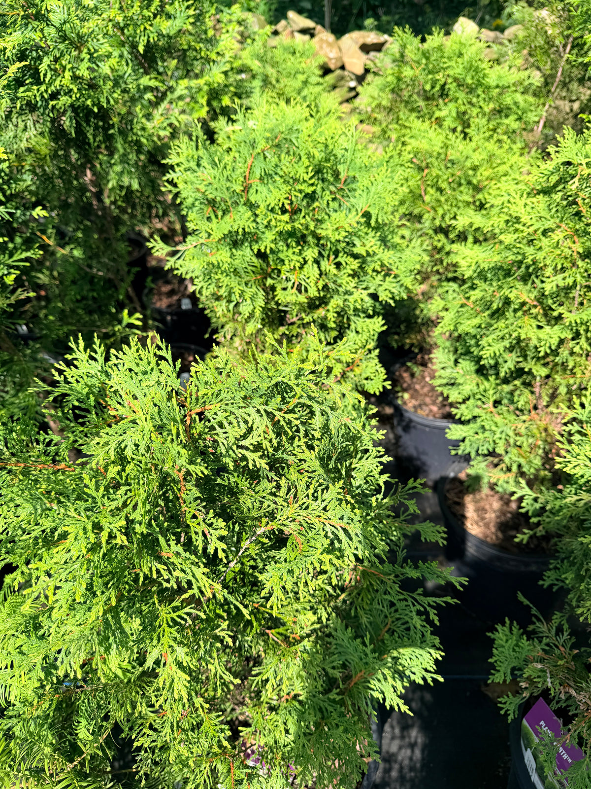 Thuja occidentalis ‘RUTTHU4’ (Planet Earth™) Arborvitae
