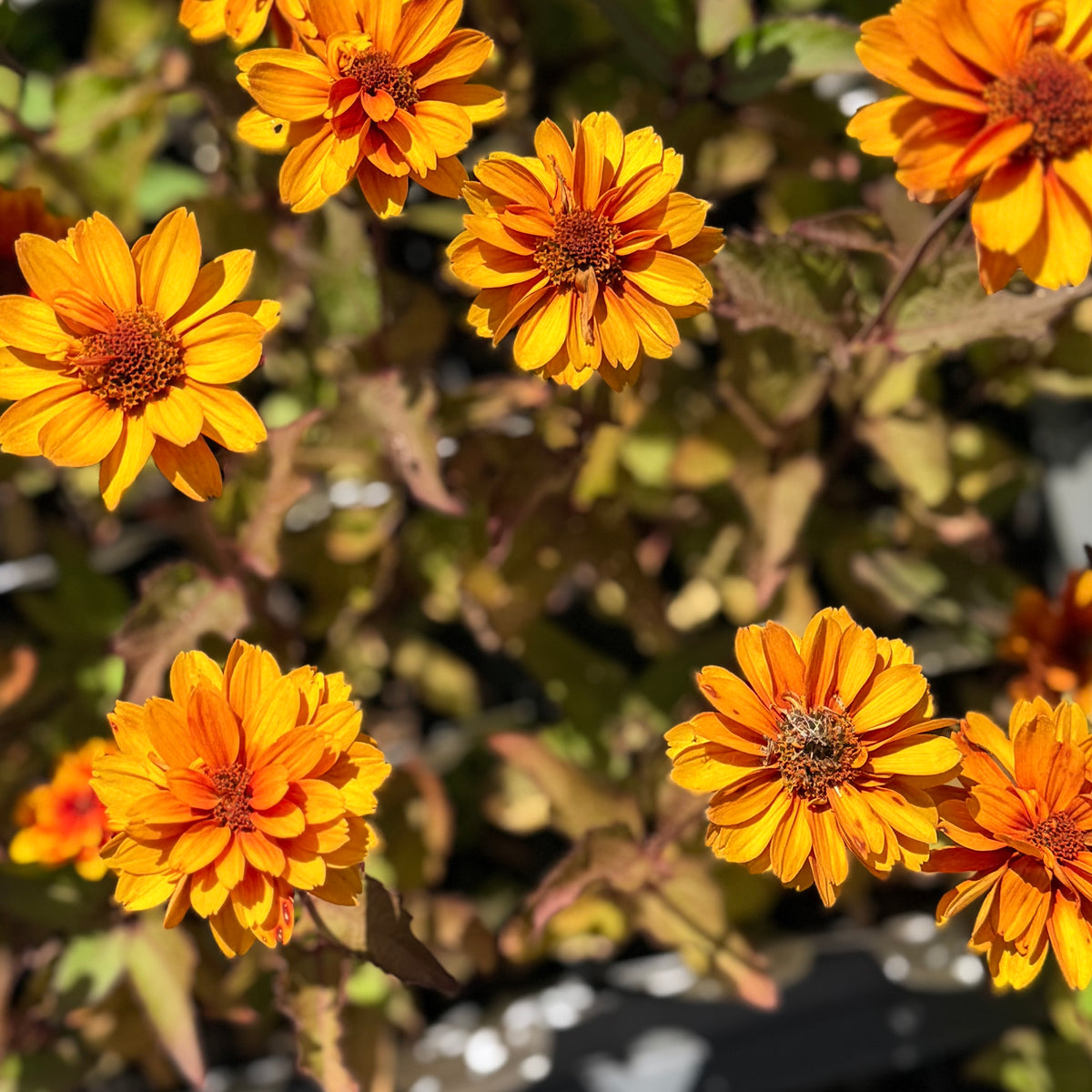 Heliopsis helianthoides ‘Forged in Fire’ (False Sunflower)
