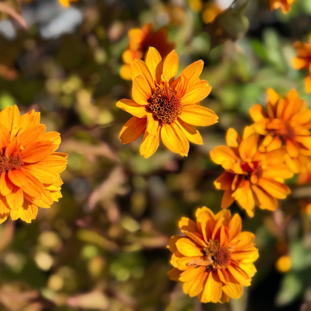 Heliopsis helianthoides ‘Forged in Fire’ (False Sunflower)