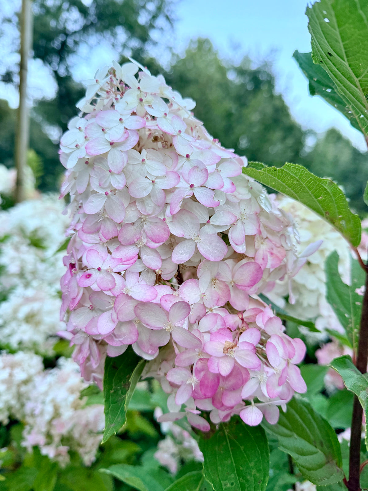 Hydrangea paniculata 'Limelight Prime'  - (Shrub)
