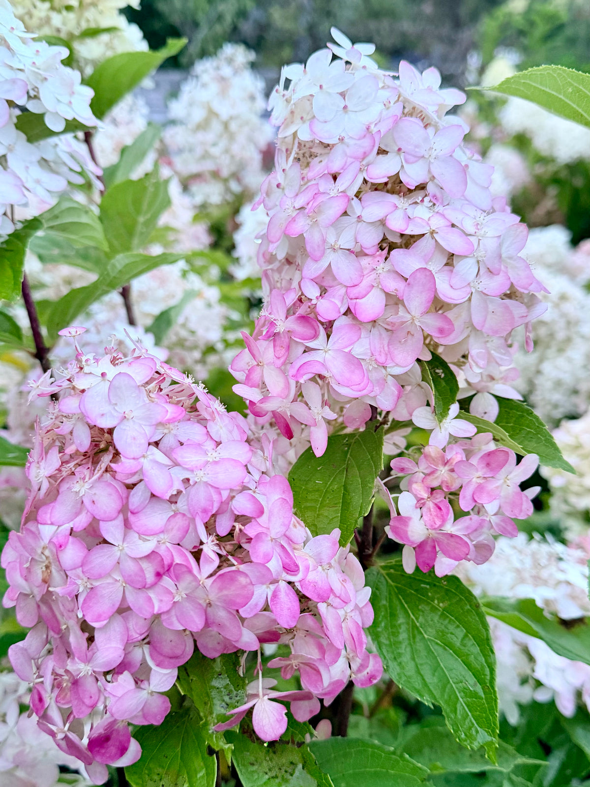 Hydrangea paniculata 'Limelight Prime'  - (Shrub)