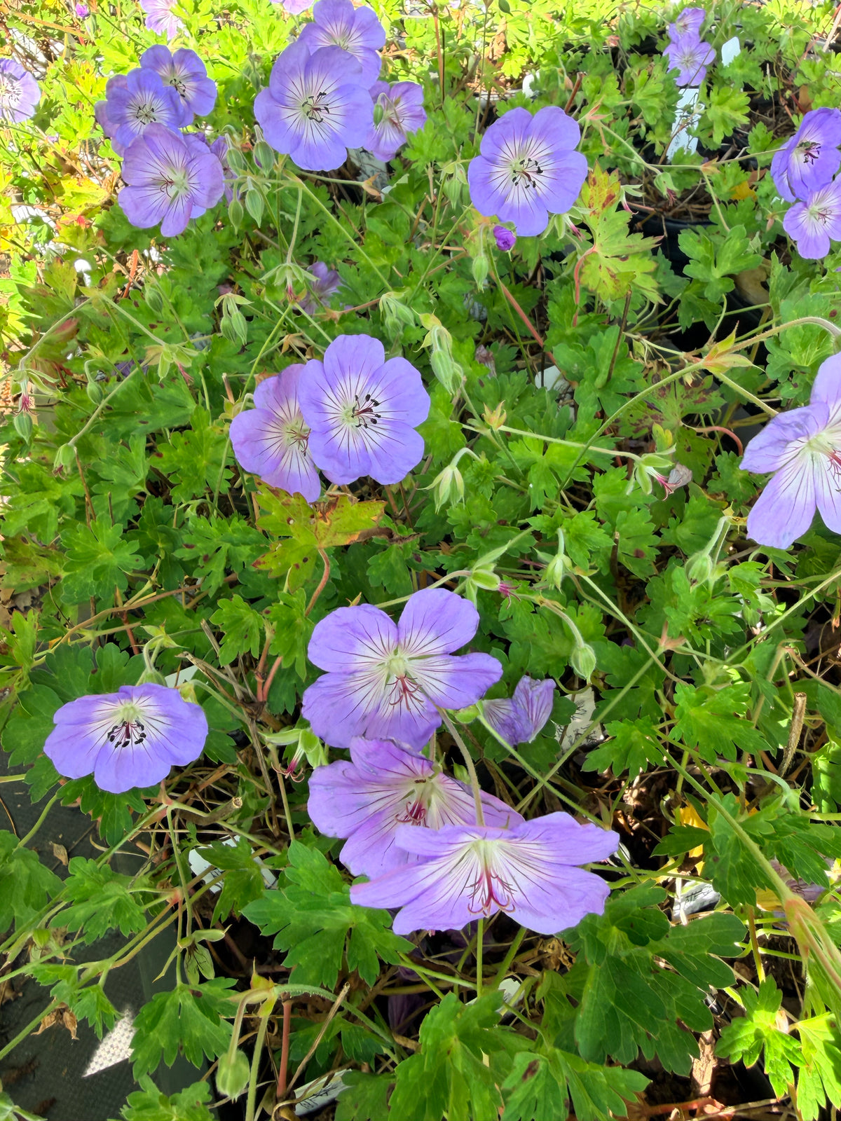 Geranium x 'Azure Rush'