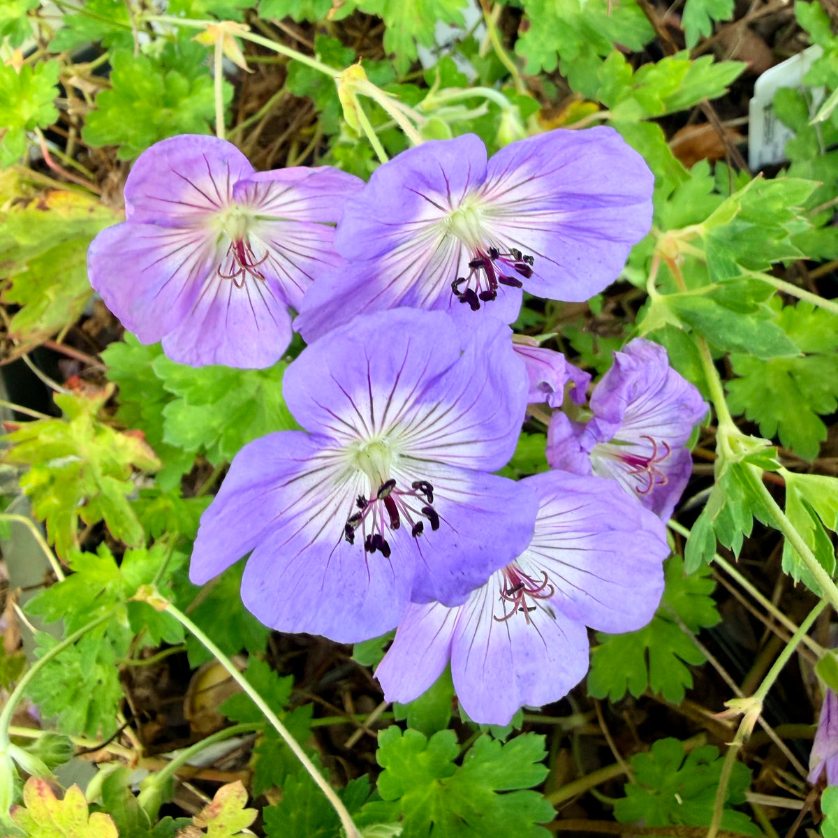 Geranium x 'Azure Rush'