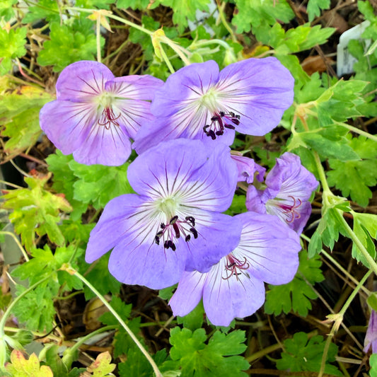 Geranium x 'Azure Rush'