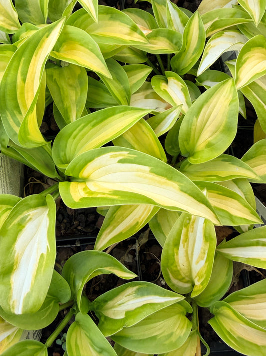 Hosta 'Etched Glass'