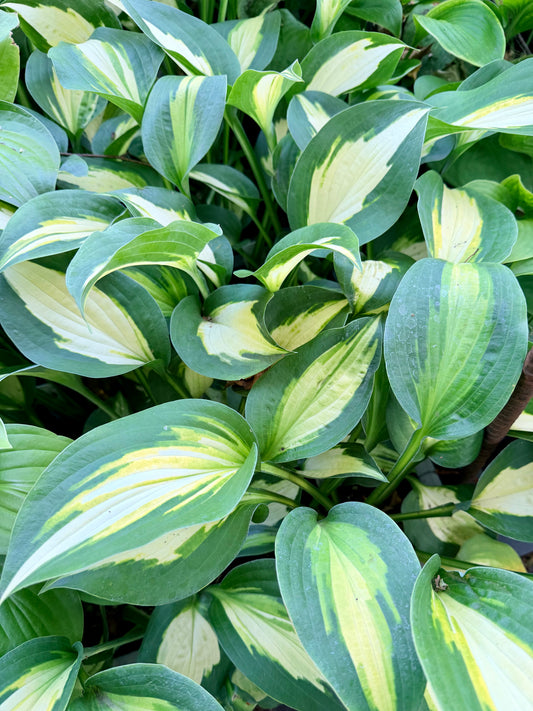 Hosta 'Smash Hit'