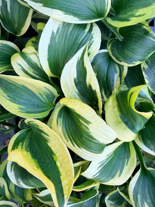 Hosta 'Tootie Mae'