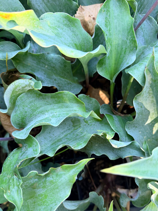 Hosta ‘Skywriter’