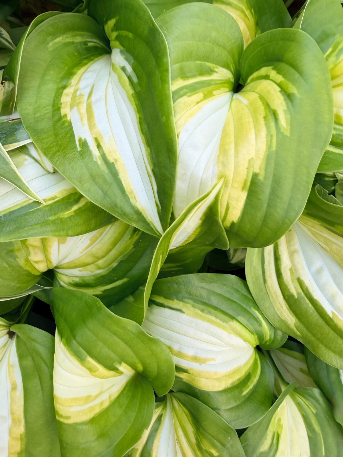 Hosta 'Heatwave Harmony'