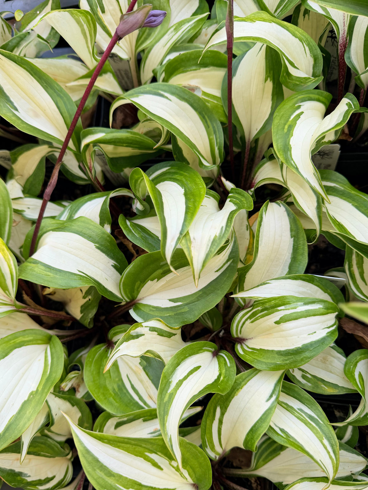 Hosta 'Raspberry Sundae'