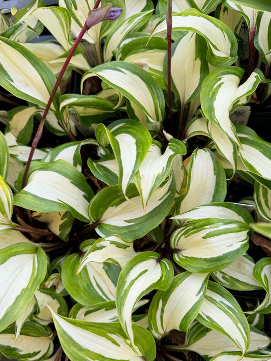 Hosta 'Raspberry Sundae'