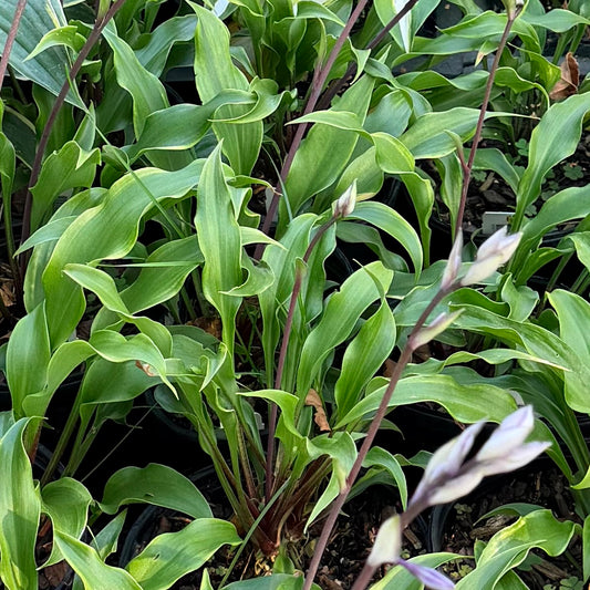 Hosta 'Monkey Business'