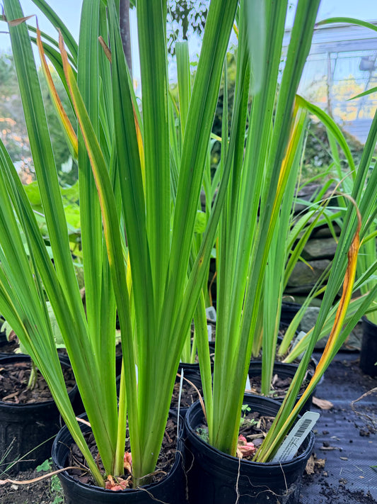 Iris ensata 'Kogesho'