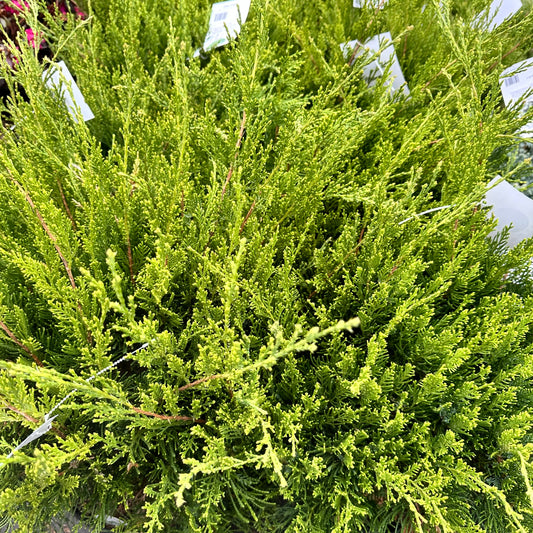 Juniperus x pfitzeriana Sea Green