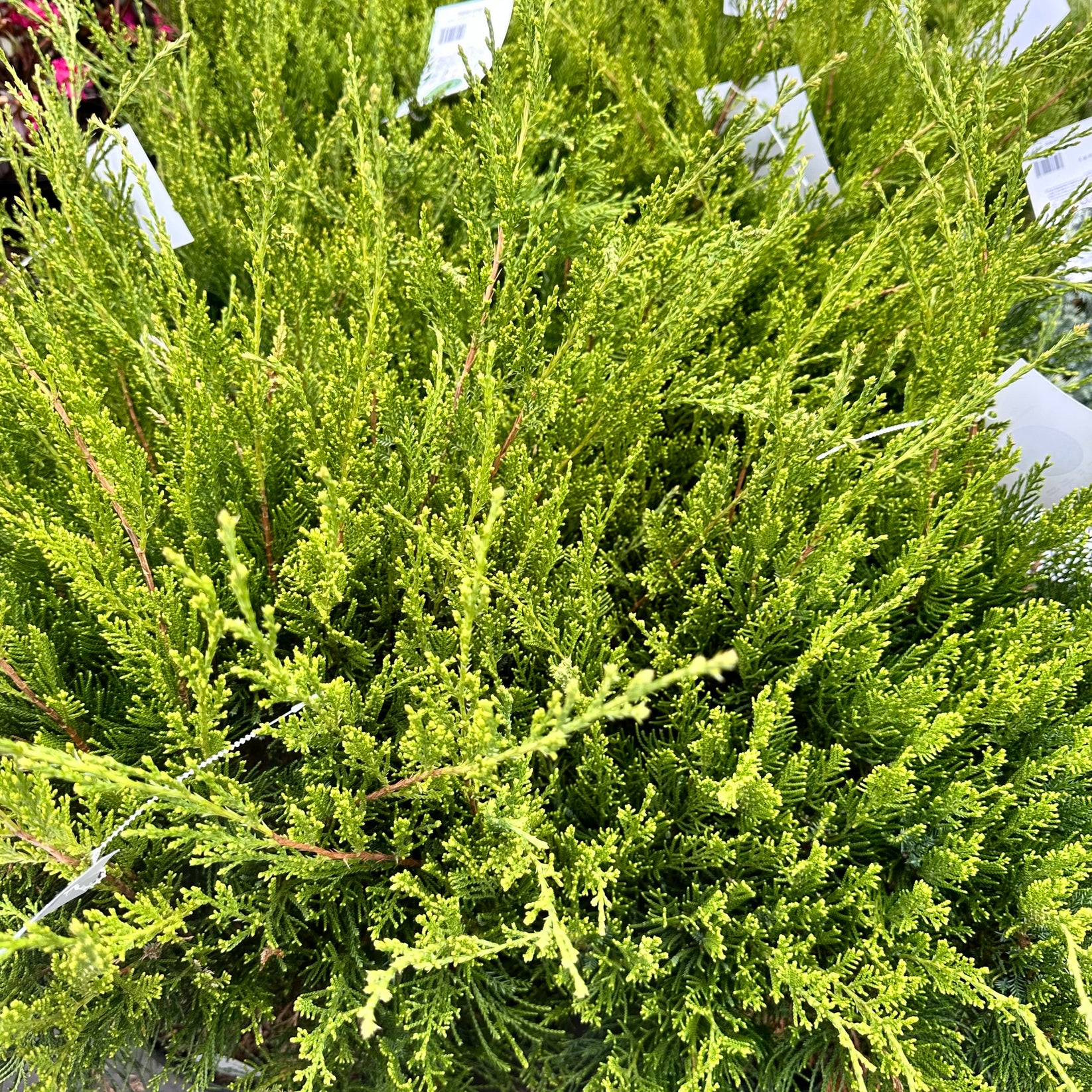 Juniperus x pfitzeriana Sea Green – Fieldstone Gardens Inc