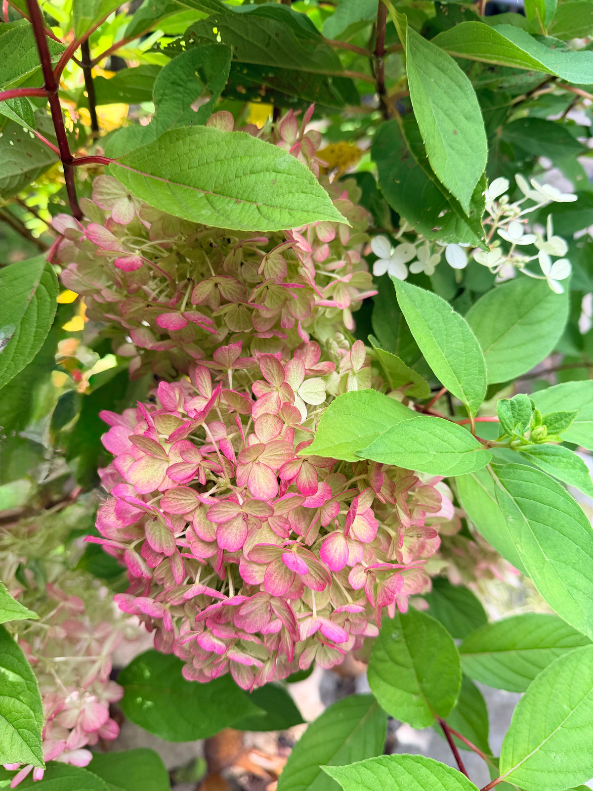 Hydrangea paniculata 'Fire Light Tidbit'