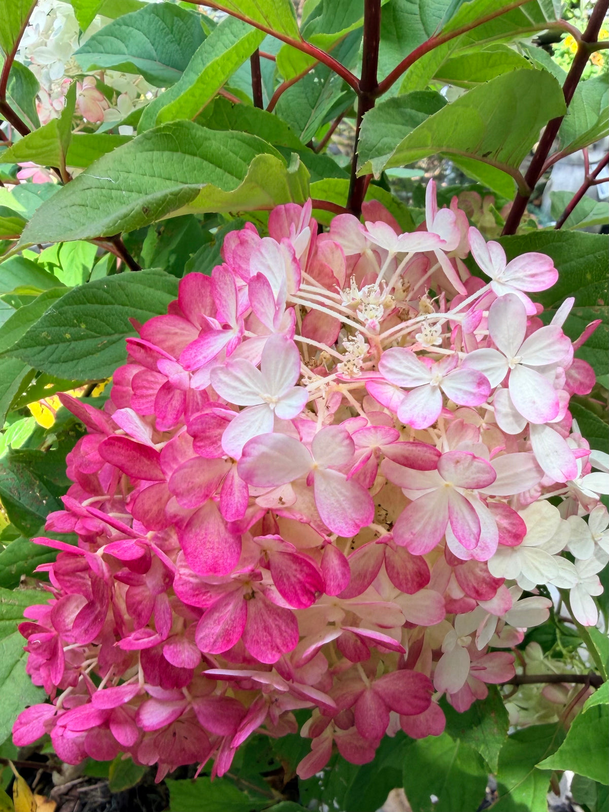 Hydrangea paniculata 'Fire Light Tidbit'