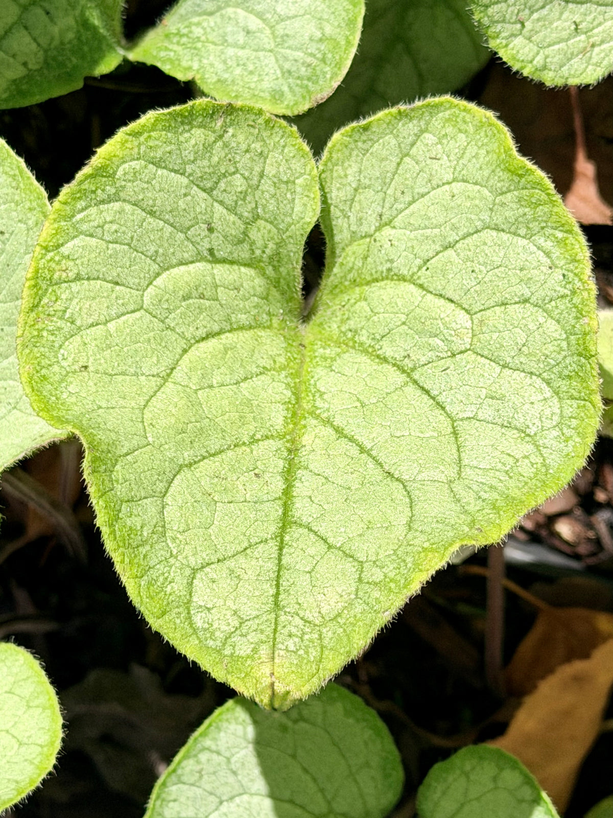 Brunnera macrophylla 'Looking Glass'