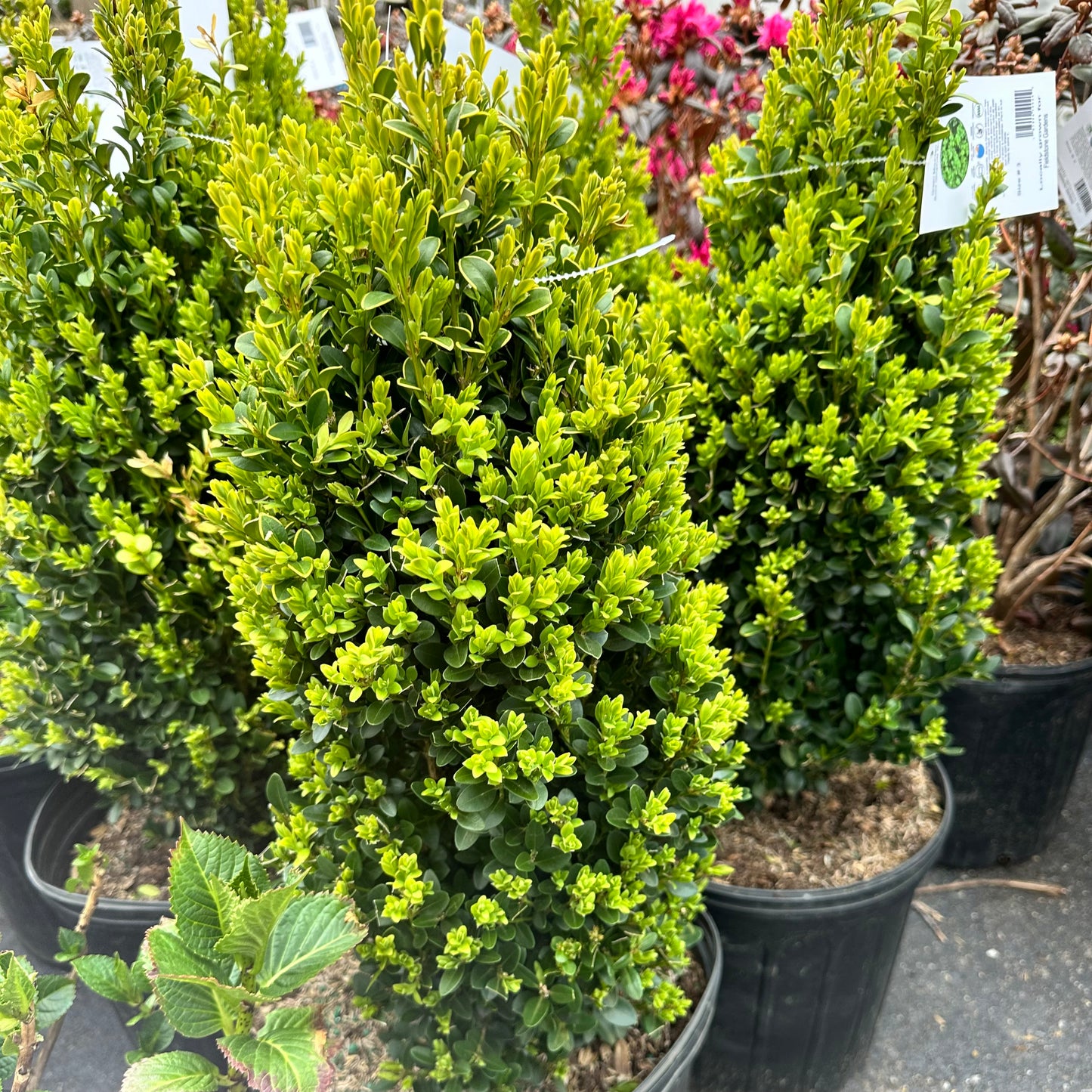 Buxus 'Green Mountain' - Boxwood