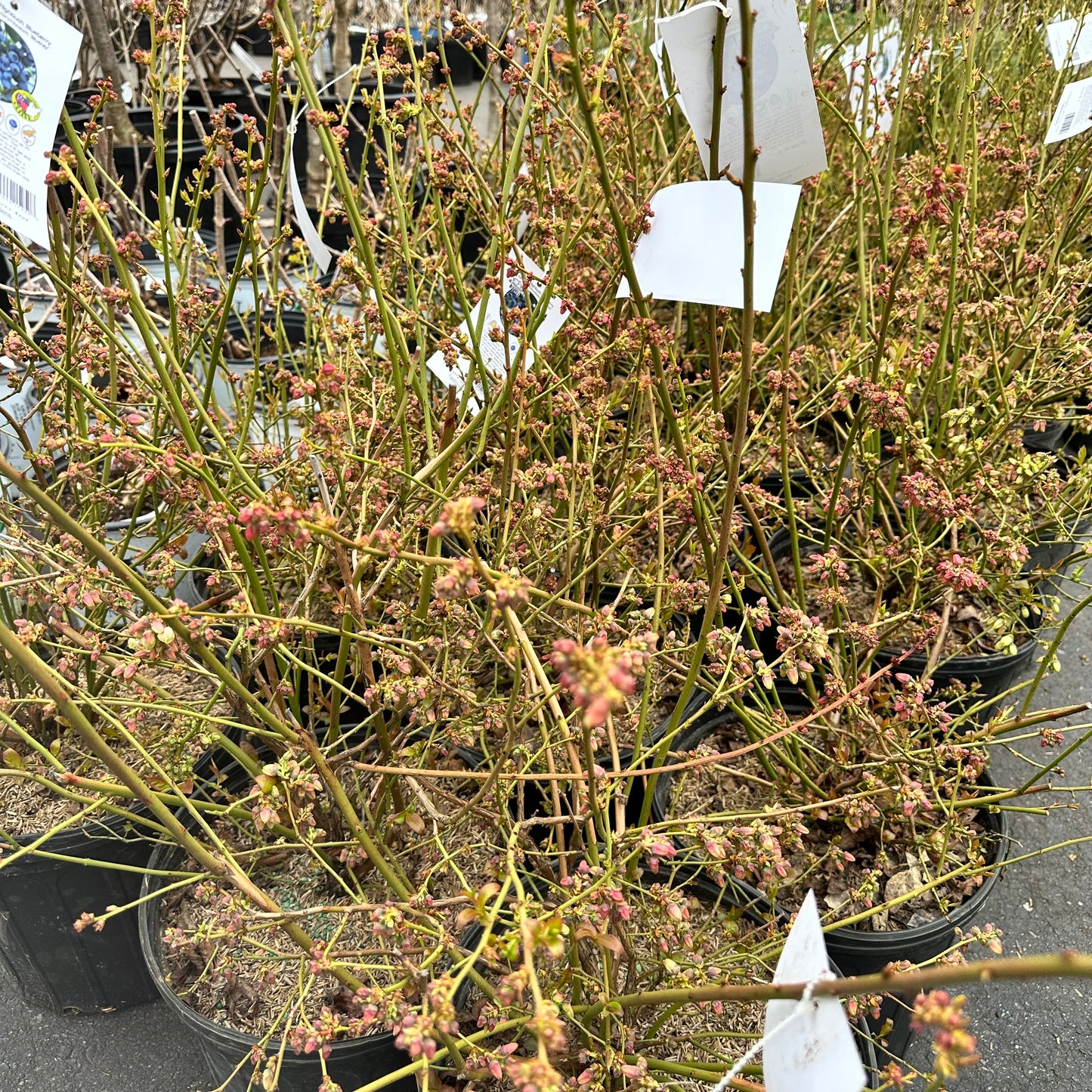 Vaccinium corymbosum 'Blueray'