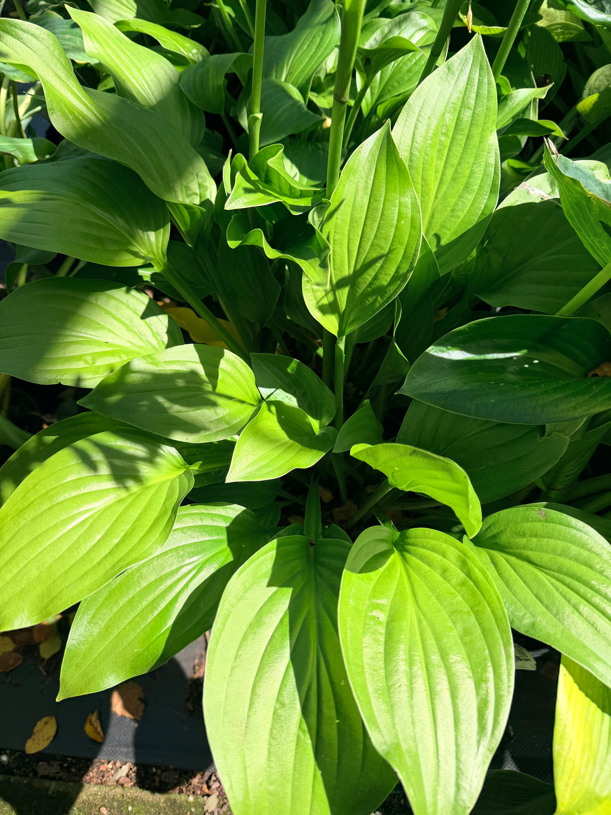Hosta 'Royal Standard'