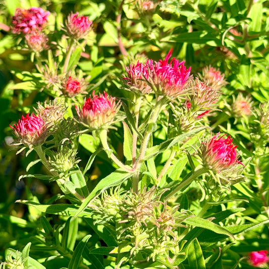 Aster novae-angliae 'Alma Potschke'