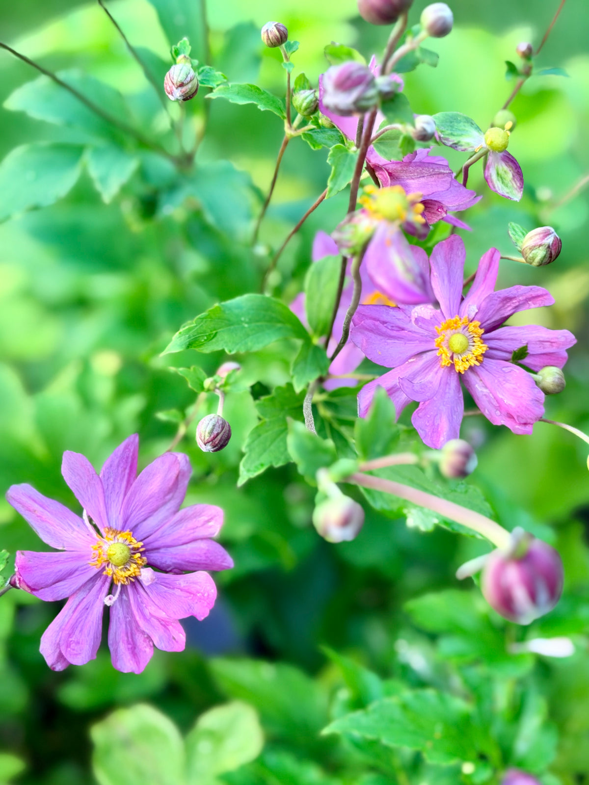 Anemone japonica 'Curtain Call Deep Rose'