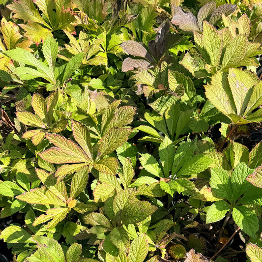 Rodgersia podophylla 'Saarbrucken'